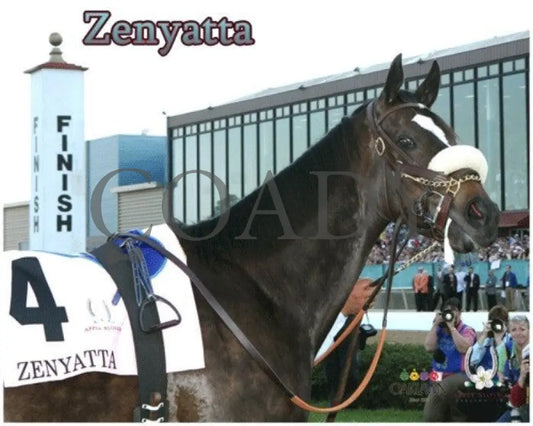 Zenyatta - 2010 Apple Blossom Paddock Champion Horses