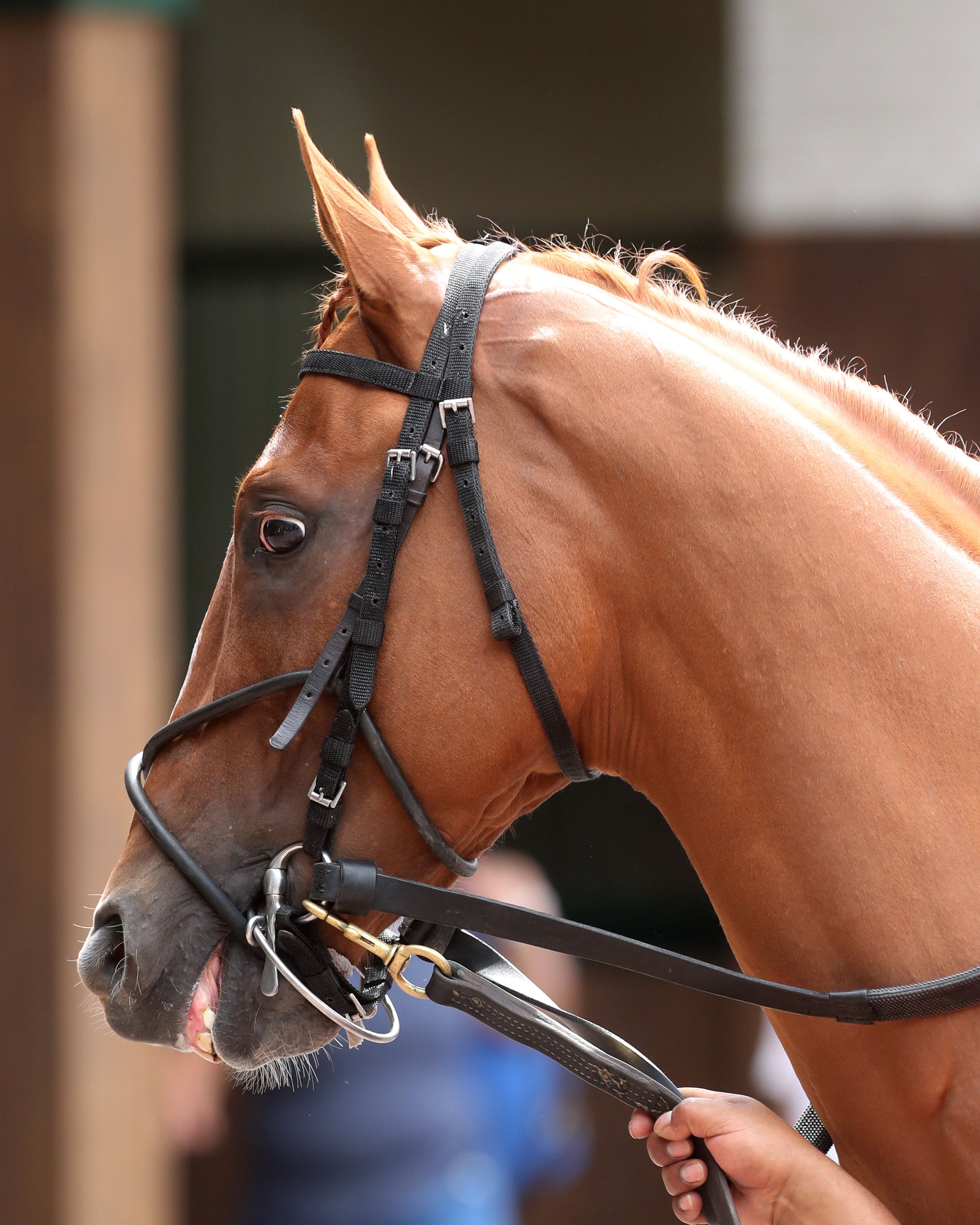 SOCIETY MAN - The Matt Winn G3 - 27th Running - 06-09-24 - R08 - CD - Paddock 02