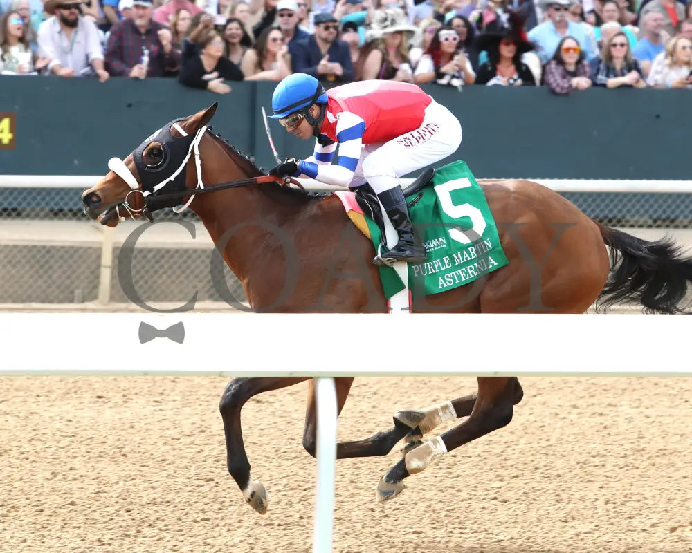 Asternia - The Purple Martin Stakes 22Nd Running 03 - 16 - 24 R07 Op Inside Finish 01 Oaklawn Park