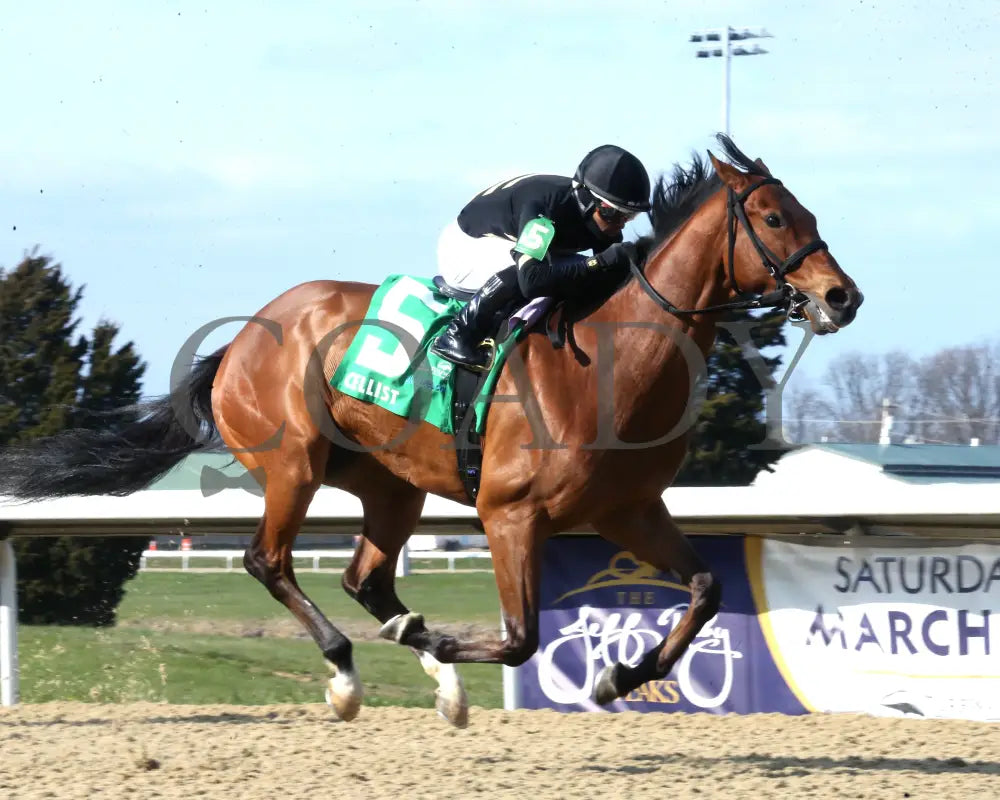 Cellist - Twinspires Kentucky Cup Classic G3 24Th Running 03 - 23 - 24 R10 Turfway Park Finish 03