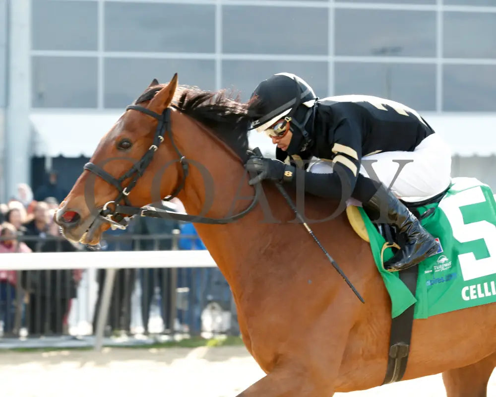 Cellist - Twinspires Kentucky Cup Classic G3 24Th Running 03 - 23 - 24 R10 Turfway Park Inside