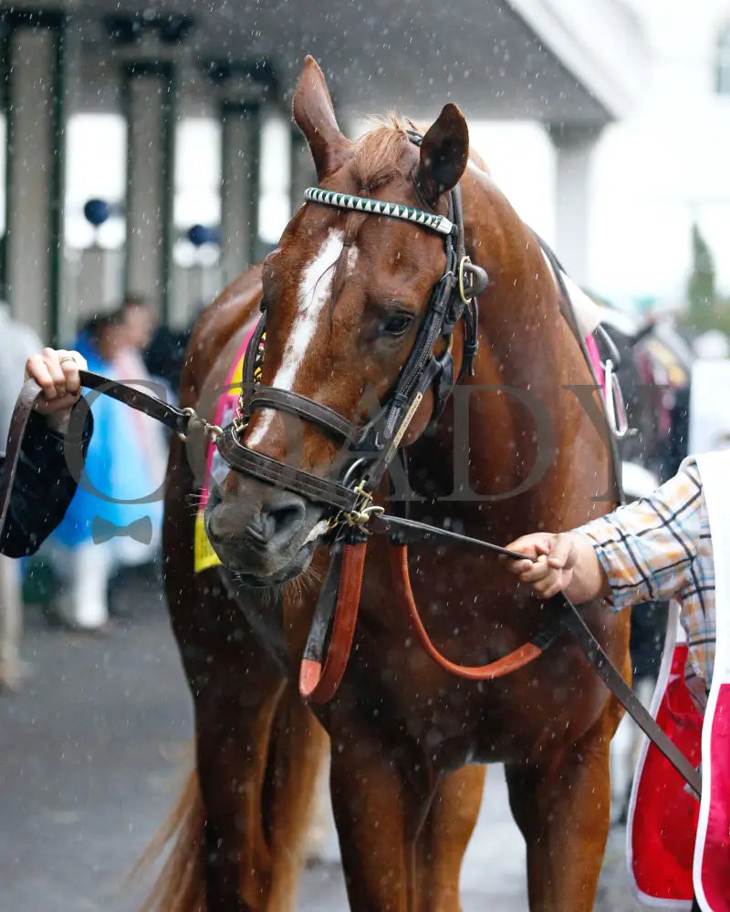 Country House - The Kentucky Derby 145Th Running 05-04-19 R12 Cd Paddock 05 Churchill Downs