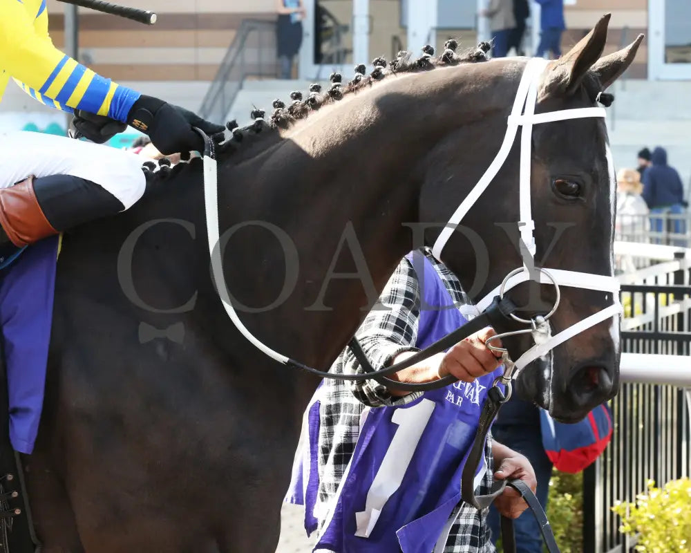 Dana’s Beauty - The Latonia Stakes 42Nd Running 03 - 23 - 24 R09 Turfway Park Head Shot 01 Paige