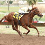 E J Won The Cup - Turf Paradise Derby 03 - 14 - 24 R07 Finish
