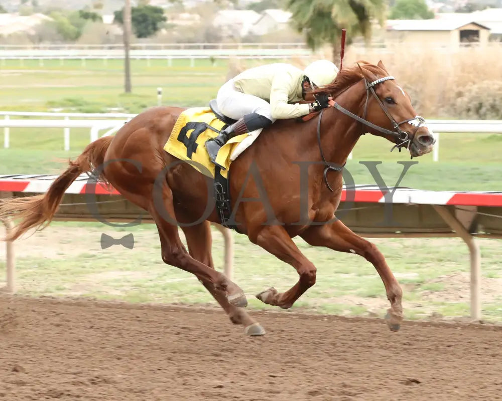 E J Won The Cup - Turf Paradise Derby 03 - 14 - 24 R07 Finish
