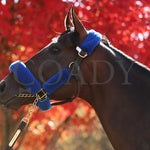 Flightline - Keeneland Arrival Breeders’ Cup 10-23-22 005