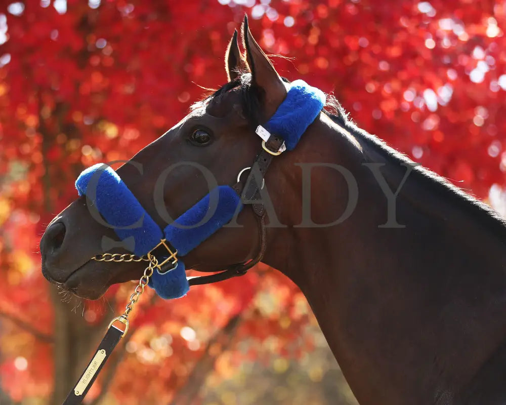 Flightline - Keeneland Arrival Breeders’ Cup 10-23-22 005