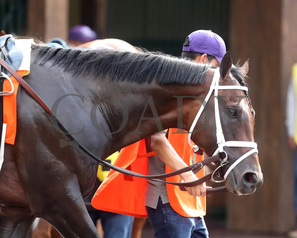 Kingsbarns - The Stephen Foster G1 06-29-24 R11 Cd Paddock 01 Churchill Downs