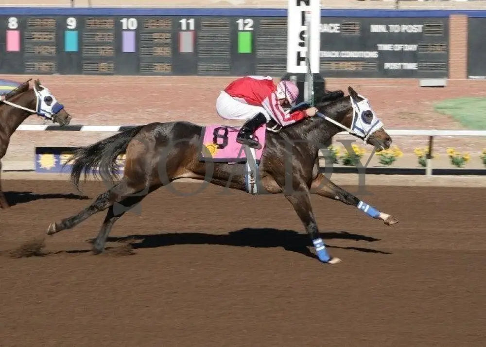 Lethal Delight - The Shue Fly Finish Sunland Park