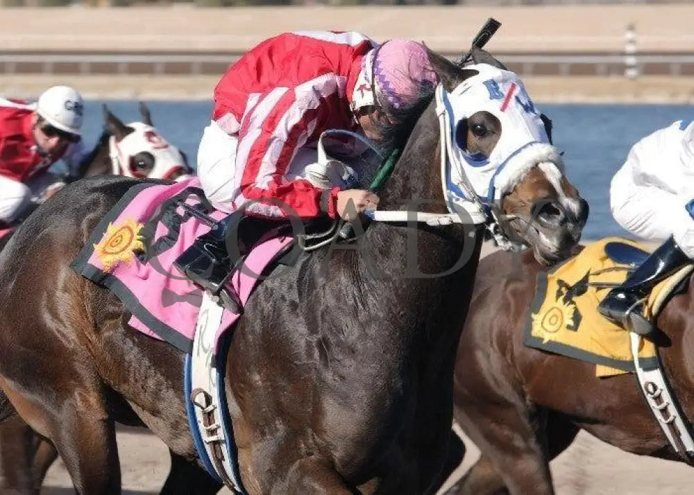 Lethal Delight - The Shue Fly Tight Finish Sunland Park