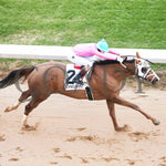 Misty Veil - The Pippin Stakes 42Nd Running 01-06-24 R09 Op Aerial Finish 01 Oaklawn Park