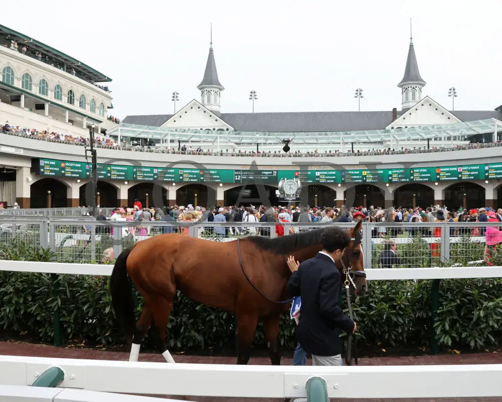 Mystik Dan - The Kentucky Derby G1 150Th Running 05-04-24 R12 Churchill Downs Paddock 03 Renee