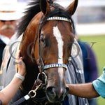 Mystik Dan - The Kentucky Derby G1 150Th Running 05-04-24 R12 Churchill Downs Walk Back 02 Alisa