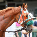 Nothing Better - The Mighty Beau 06-08-24 R10 Cd- Head Shot 02 Churchill Downs