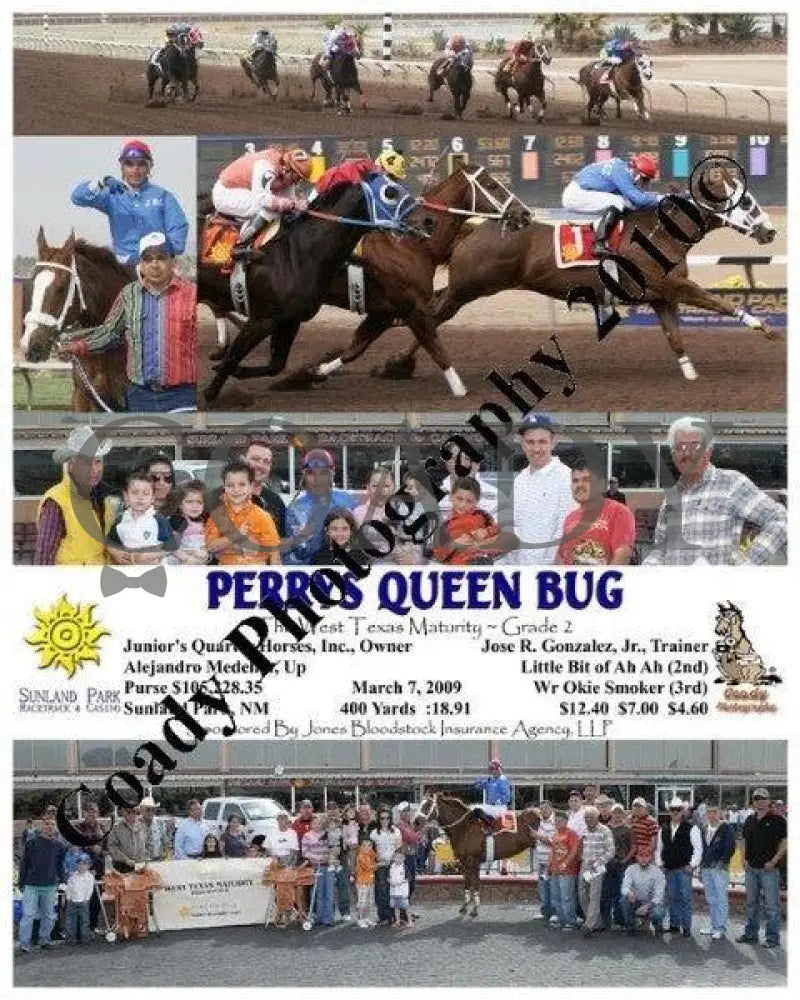 Perrys Queen Bug - The West Texas Maturity ~ Gra Sunland Park