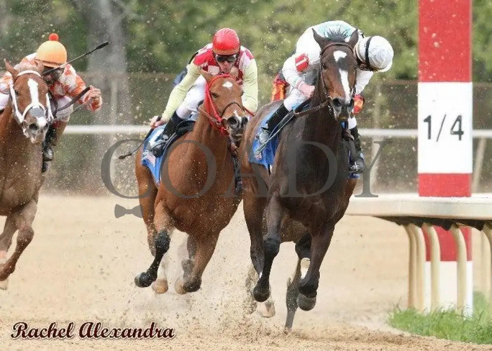 Rachel Alexandra - The Fantasy Stakes Champion Horses