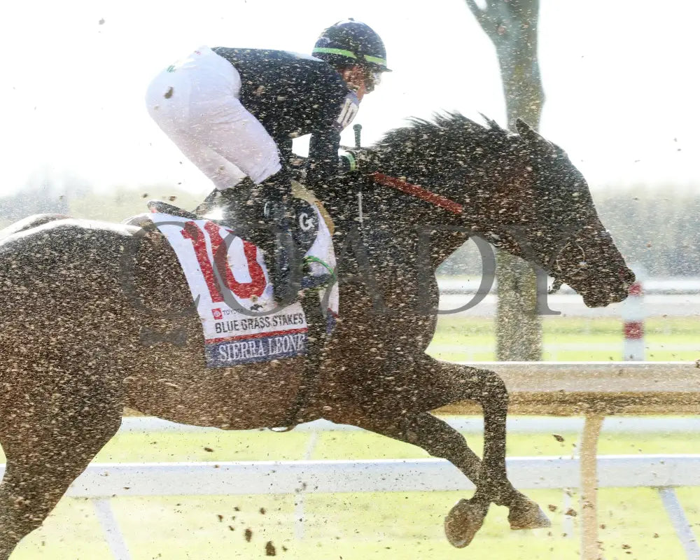 Sierra Leone - The Toyota Blue Grass G1 100Th Running 04 - 06 - 24 R10 Kee First Pass 02 Keeneland