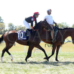 Simply In Front - The Ags Music City Stakes G1 09-07-24 R07 Kd Post Parade 01 Kentucky Downs