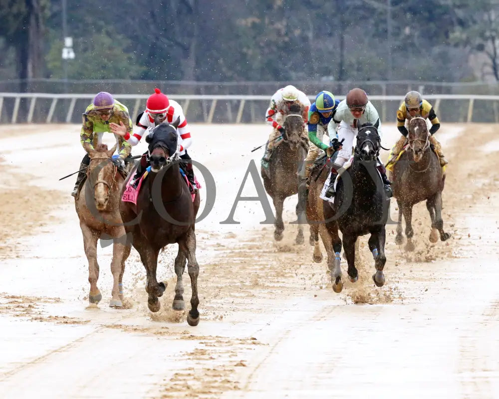 Skelly - King Cotton Stakes 74Th Running 02-03-24 R08 Oaklawn Park Head On 01