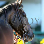 Sovereignty - The Street Sense G3 10-27-24 R10 Cd Head Shot 01 Churchill Downs