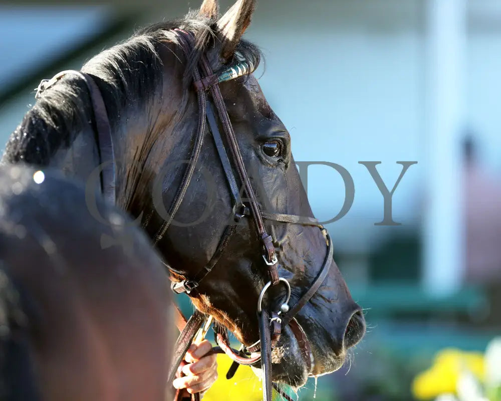 Sovereignty - The Street Sense G3 10-27-24 R10 Cd Head Shot 01 Churchill Downs