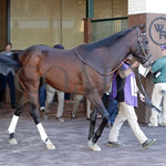 Sovereignty - The Street Sense G3 10-27-24 R10 Cd Paddock 02 Churchill Downs