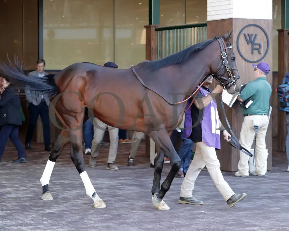 Sovereignty - The Street Sense G3 10-27-24 R10 Cd Paddock 02 Churchill Downs