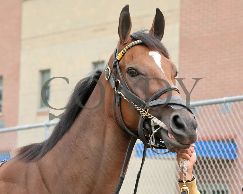 Sunday Shoes - The Satin And Lace Stakes 17Th Running 08-19-24 R07 Pid Paddock 01 Presque Isle Downs