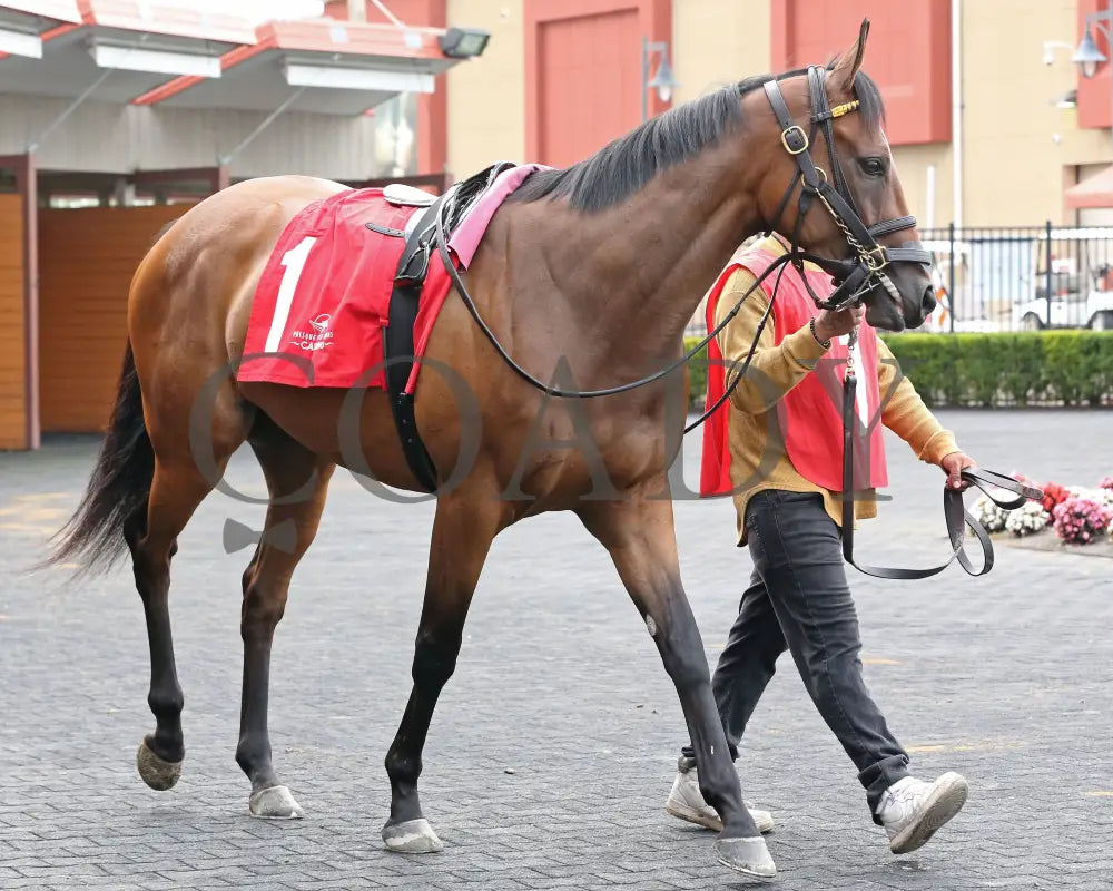 Sunday Shoes - The Satin And Lace Stakes 17Th Running 08-19-24 R07 Pid Paddock 02 Presque Isle Downs