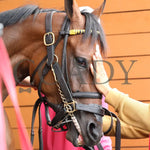 Sunday Shoes - The Satin And Lace Stakes 17Th Running 08-19-24 R07 Pid Paddock 04 Presque Isle Downs