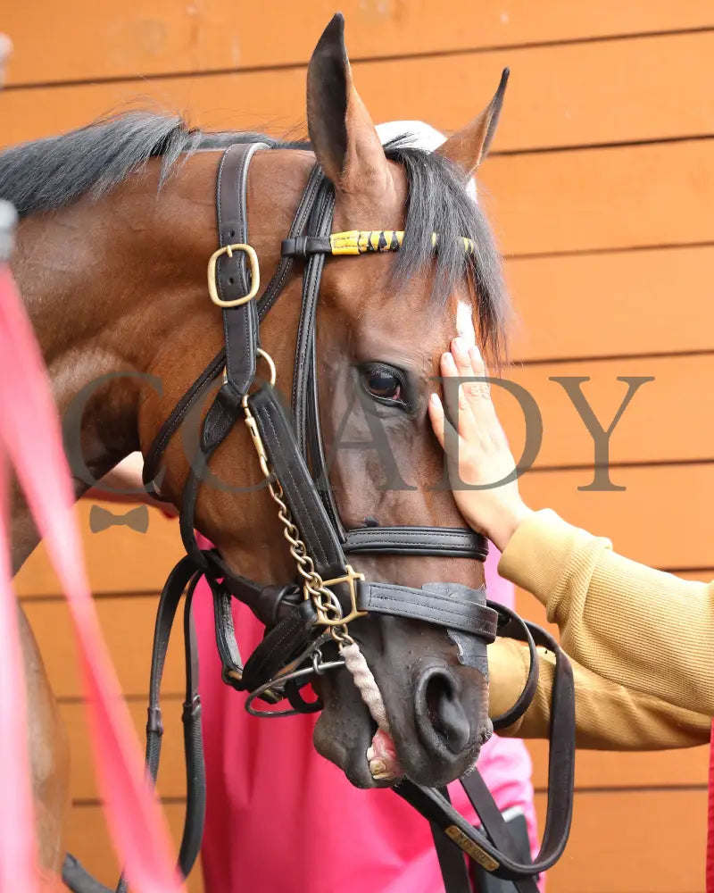 Sunday Shoes - The Satin And Lace Stakes 17Th Running 08-19-24 R07 Pid Paddock 04 Presque Isle Downs