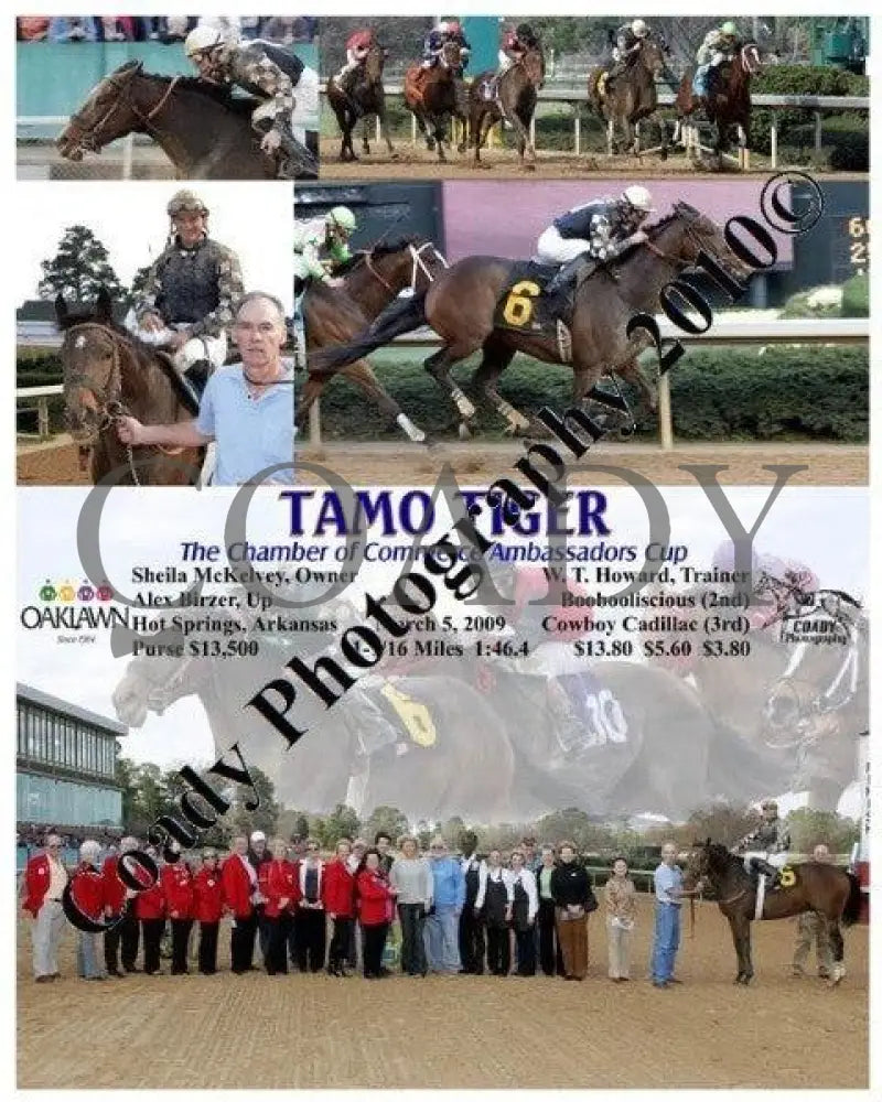 Tamo Tiger - The Chamber Of Commerce Ambassadors Oaklawn Park