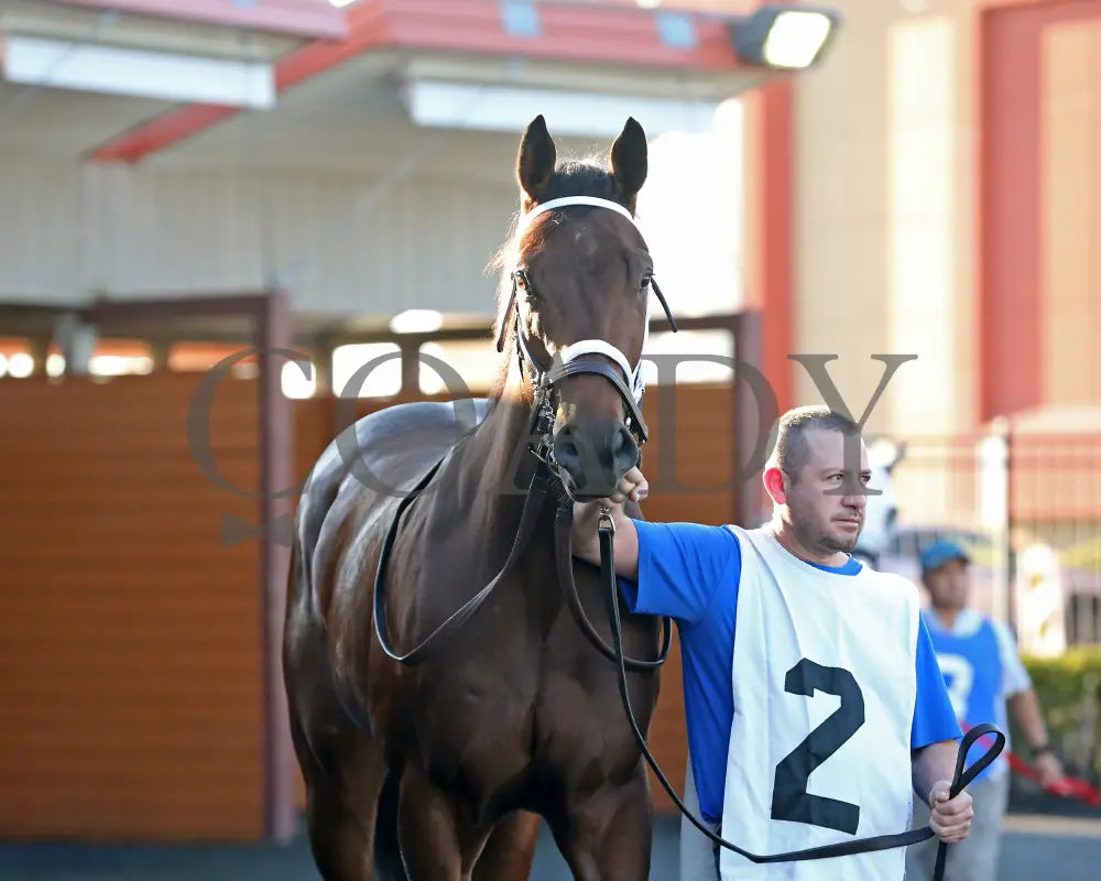 The Boy’s Warrior - The Mark Mcdermott Stakes 10-21-24 R05 Pid Paddock 03 Presque Isle Downs