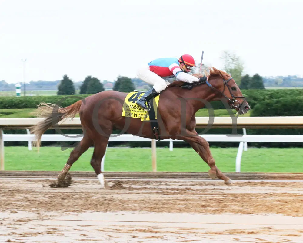 The Player - The Hagyard Fayette Gr Ii 60Th Running 10-28-17 R09 Kee Finish 1 Keeneland