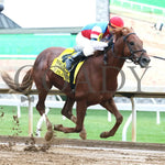 The Player - The Hagyard Fayette Gr Ii 60Th Running 10-28-17 R09 Kee Finish 2 Keeneland