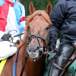 The Player - The Hagyard Fayette Gr Ii 60Th Running 10-28-17 R09 Kee Post Parade 1 Keeneland