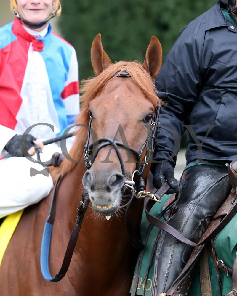 The Player - The Hagyard Fayette Gr Ii 60Th Running 10-28-17 R09 Kee Post Parade 1 Keeneland