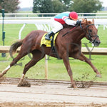 The Player - The Hagyard Fayette Gr Ii 60Th Running 10-28-17 R09 Kee Tight Turn Keeneland