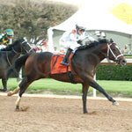 Timberlake - Rebel Stakes G2 64Th Running 02-24-24 R11 Op Finish 01 Oaklawn Park