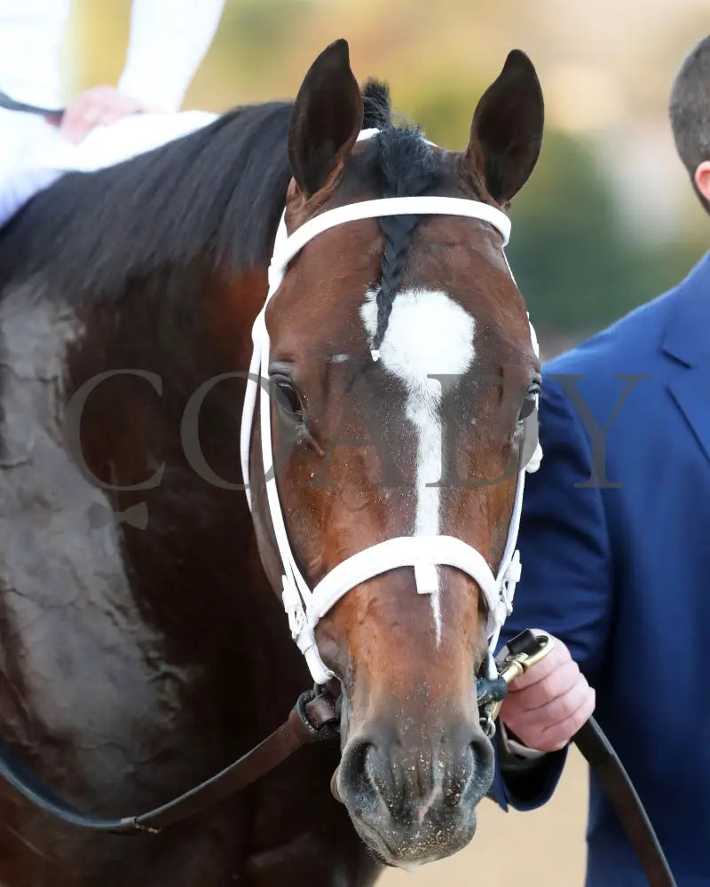 Timberlake - Rebel Stakes G2 64Th Running 02-24-24 R11 Op Head Shot 01 Oaklawn Park