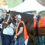 Timberlake - Rebel Stakes G2 64Th Running 02-24-24 R11 Op Paddock 01 Oaklawn Park