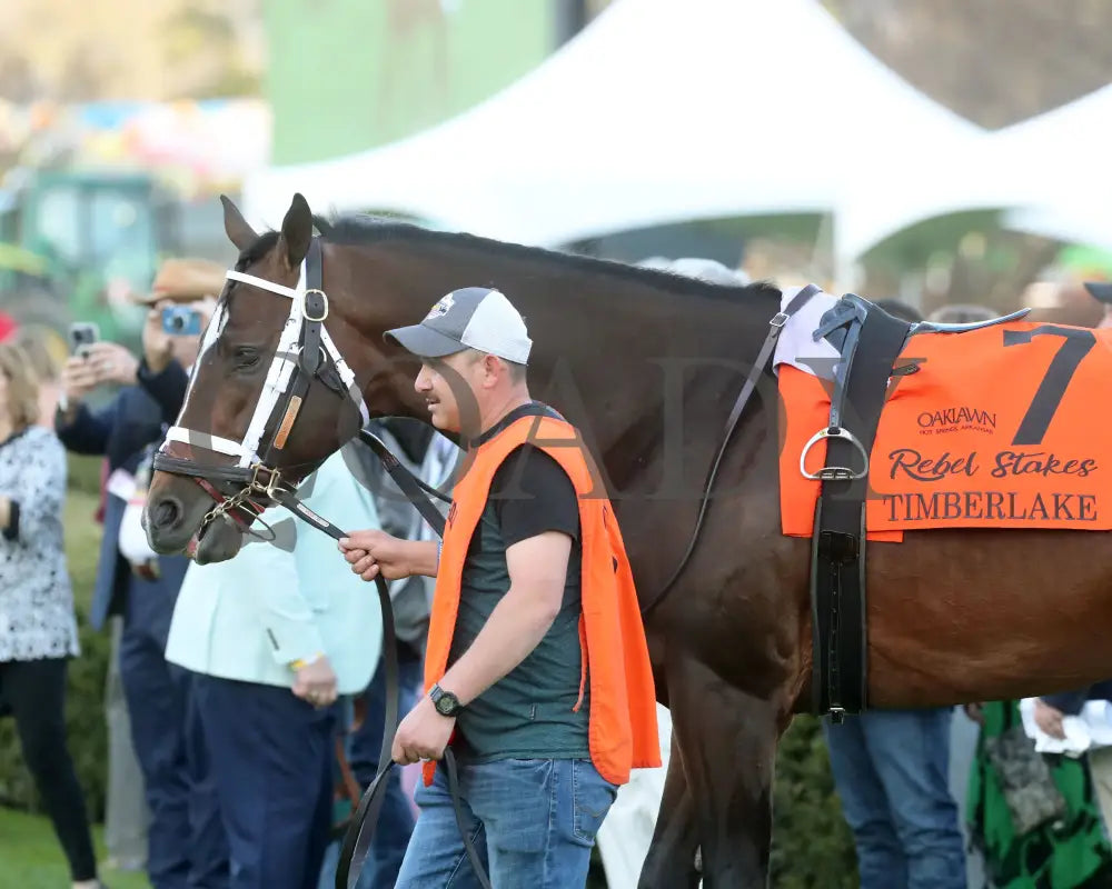 Timberlake - Rebel Stakes G2 64Th Running 02-24-24 R11 Op Paddock 01 Oaklawn Park