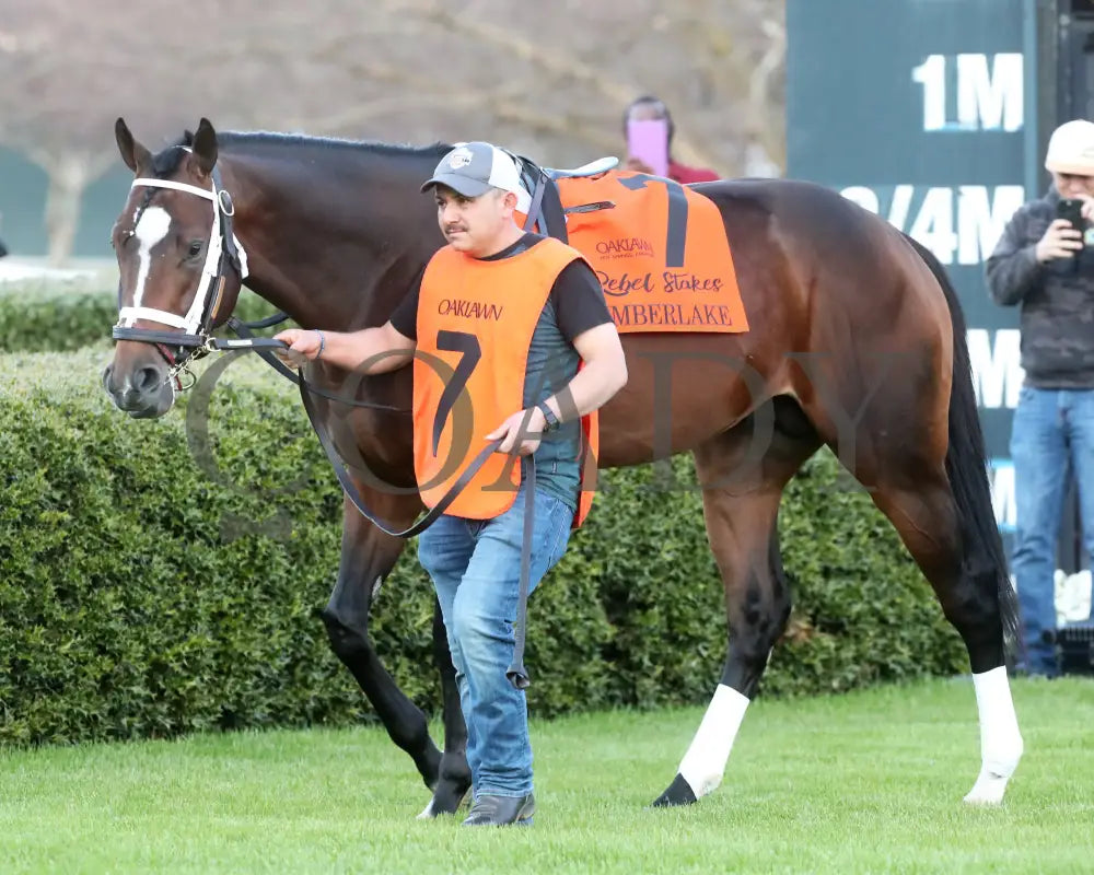 Timberlake - Rebel Stakes G2 64Th Running 02-24-24 R11 Op Paddock 02 Oaklawn Park