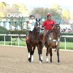 Timberlake - Rebel Stakes G2 64Th Running 02-24-24 R11 Op Post Parade 01 Oaklawn Park