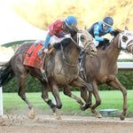 Tiny Temper - The Azeri Stakes G2 37Th Running 03 - 09 - 24 R09 Op Finish 02 Oaklawn Park