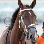 Tiny Temper - The Azeri Stakes G2 37Th Running 03 - 09 - 24 R09 Op Paddock 01 Oaklawn Park