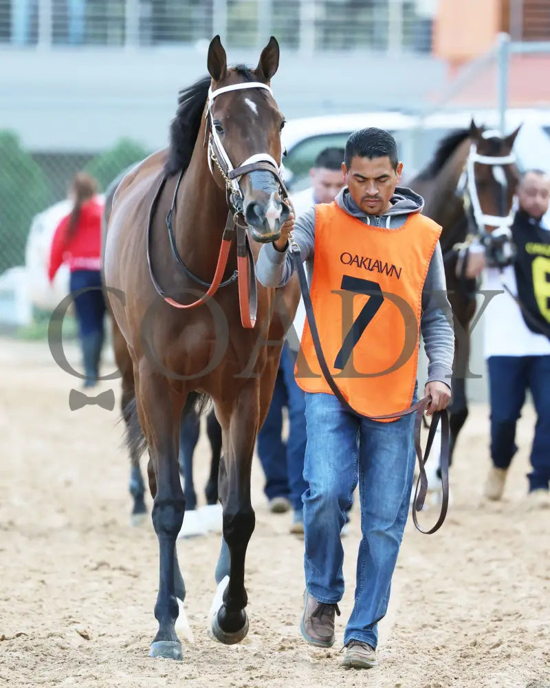 Tiny Temper - The Azeri Stakes G2 37Th Running 03 - 09 - 24 R09 Op Paddock 02 Oaklawn Park