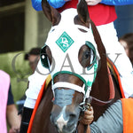 Tiny Temper - The Azeri Stakes G2 37Th Running 03 - 09 - 24 R09 Op Paddock 03 Oaklawn Park