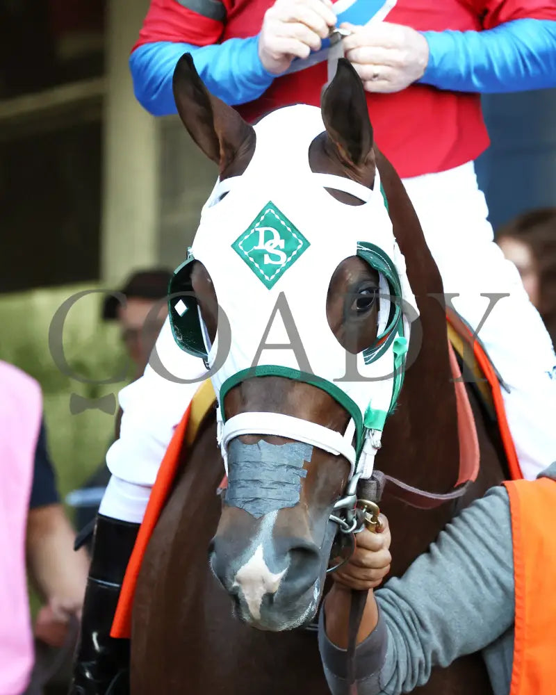 Tiny Temper - The Azeri Stakes G2 37Th Running 03 - 09 - 24 R09 Op Paddock 03 Oaklawn Park