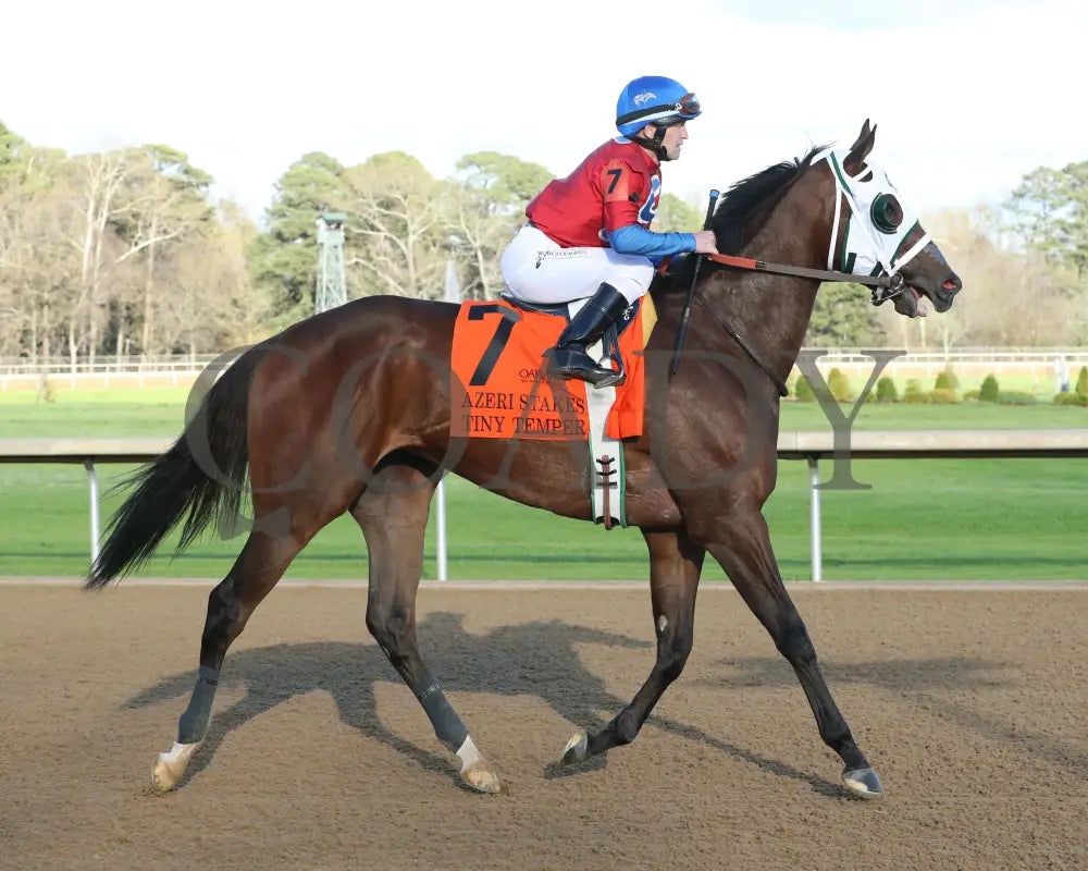 Tiny Temper - The Azeri Stakes G2 37Th Running 03 - 09 - 24 R09 Op Post Parade 01 Oaklawn Park